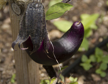 Ping Tung Eggplant